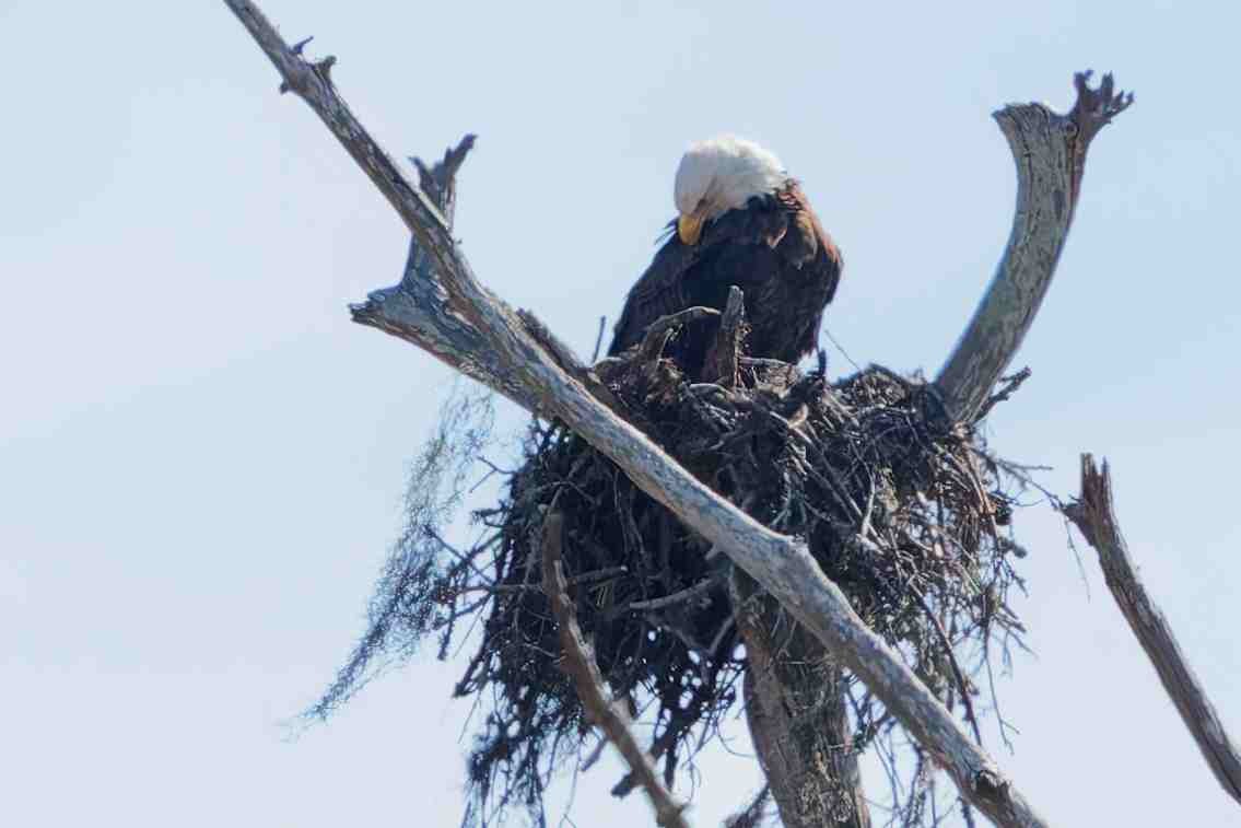 Pigargo Americano - ML645411392