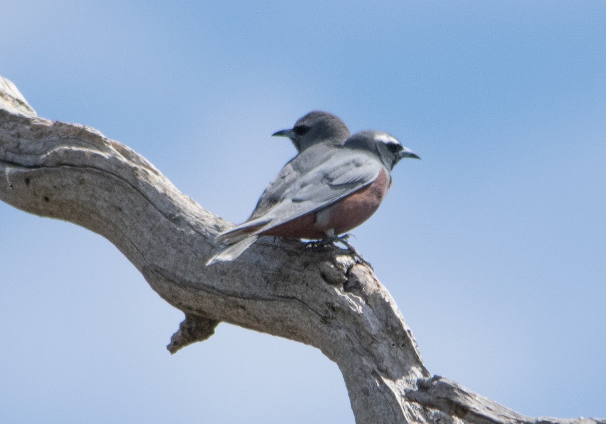White-browed Woodswallow - ML645411393