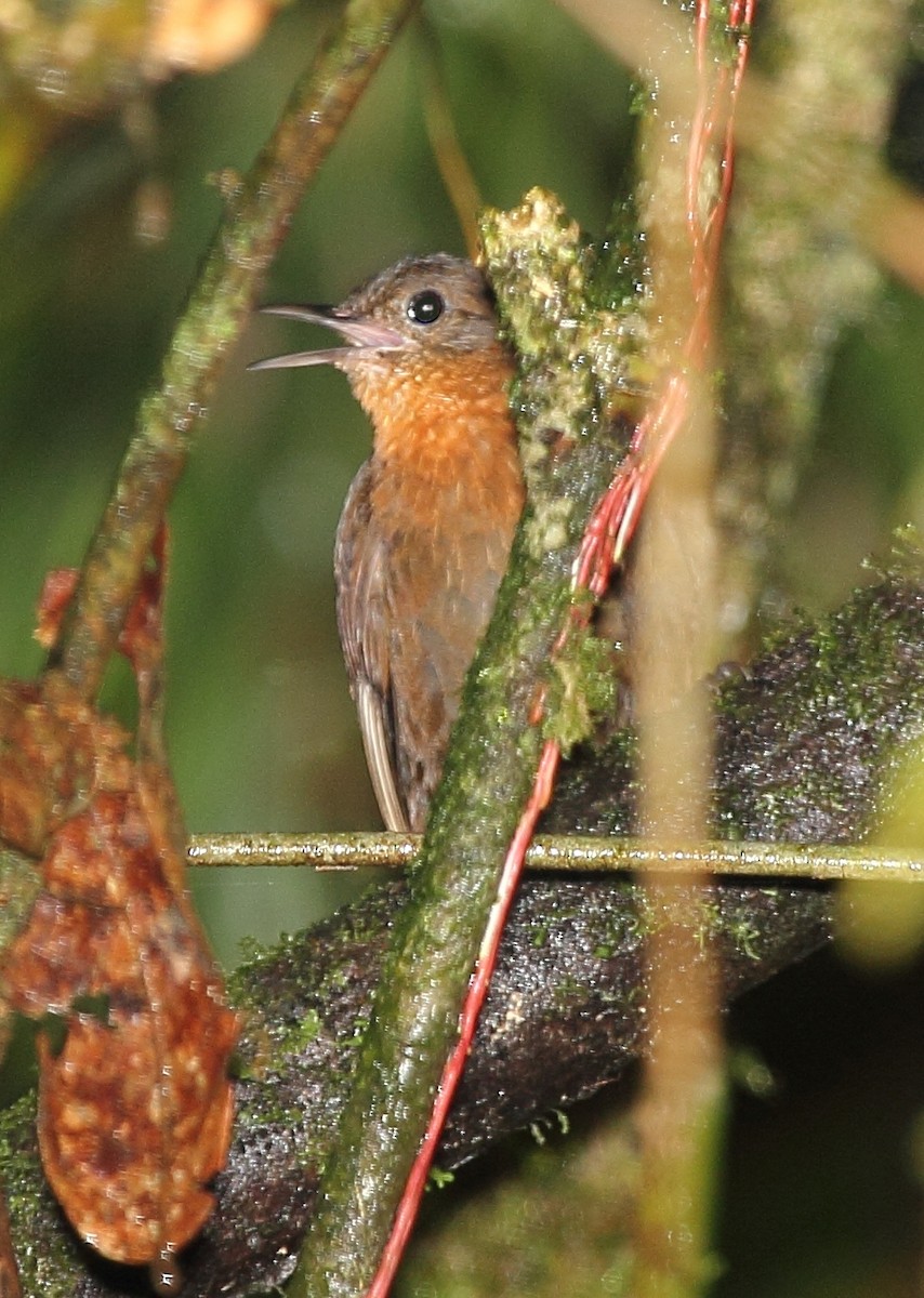 Rostkehl-Laubwender - ML645411394