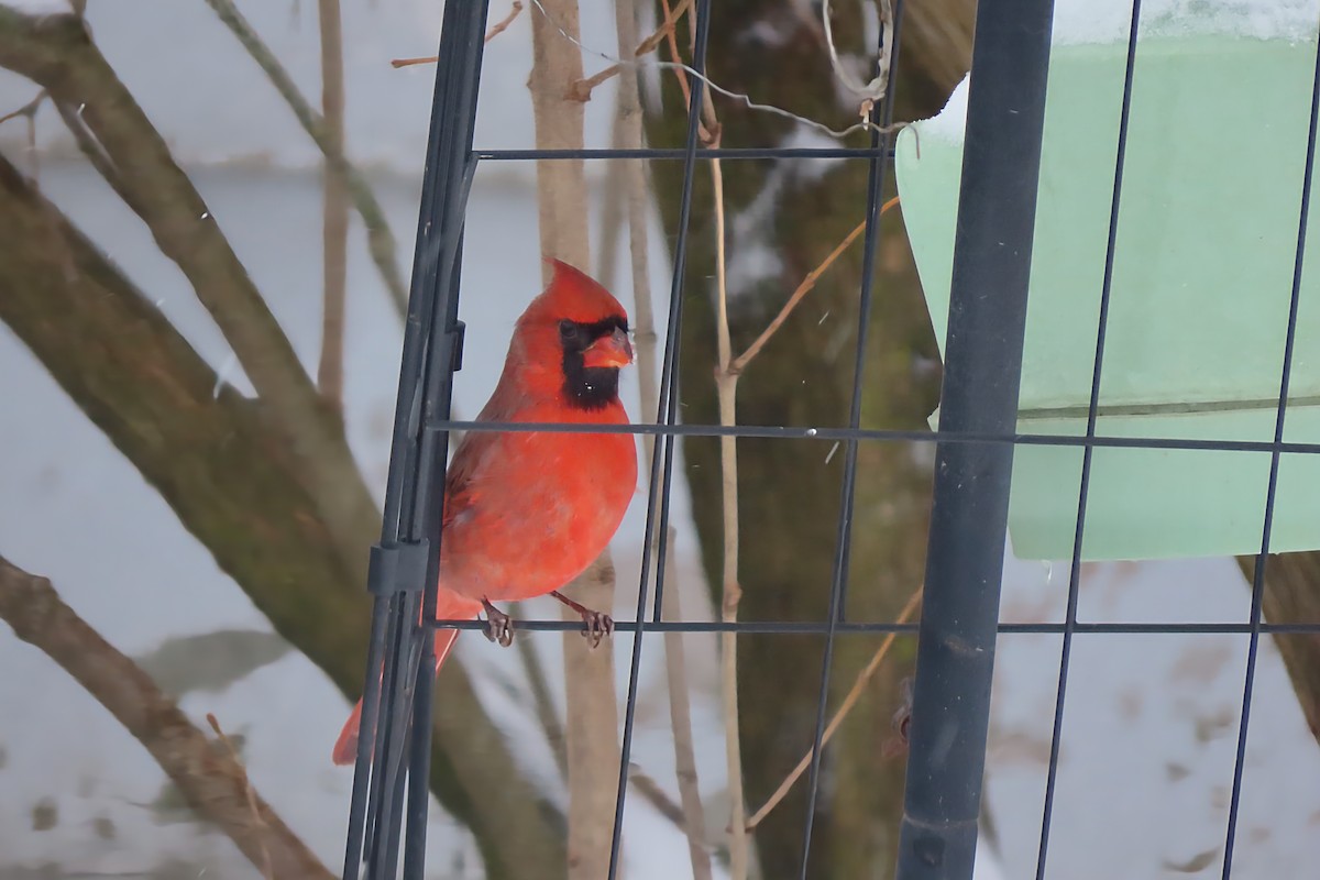Northern Cardinal - ML645411419