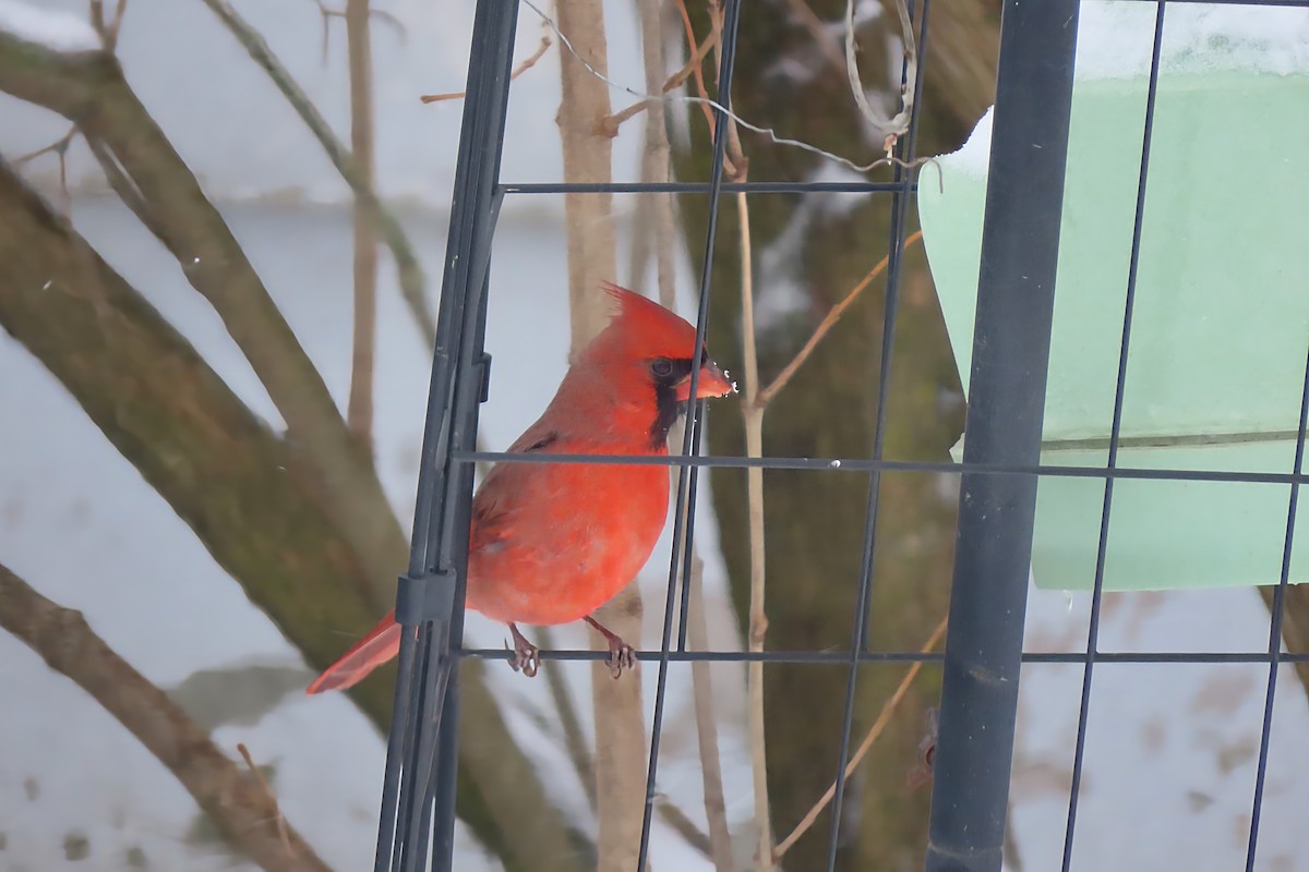 Northern Cardinal - ML645411420