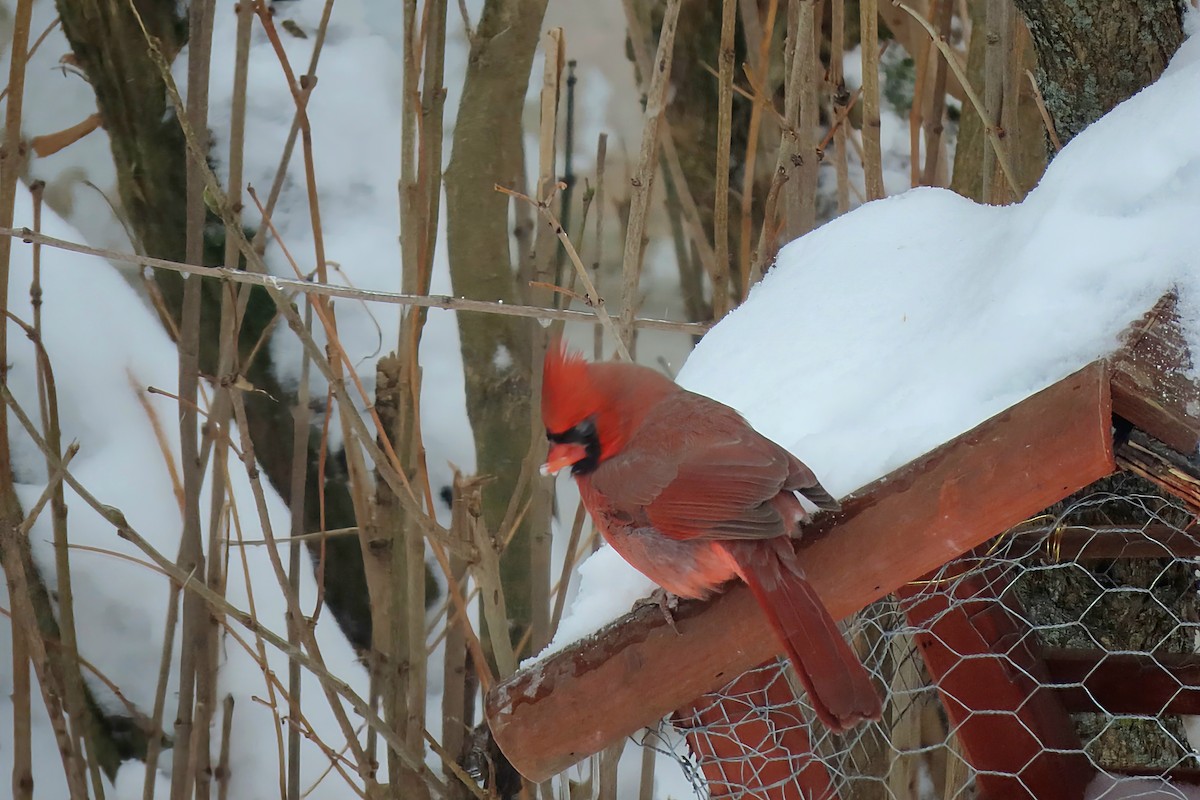 Northern Cardinal - ML645411421