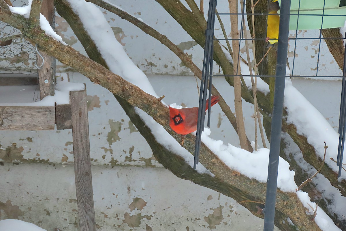 Northern Cardinal - ML645411422