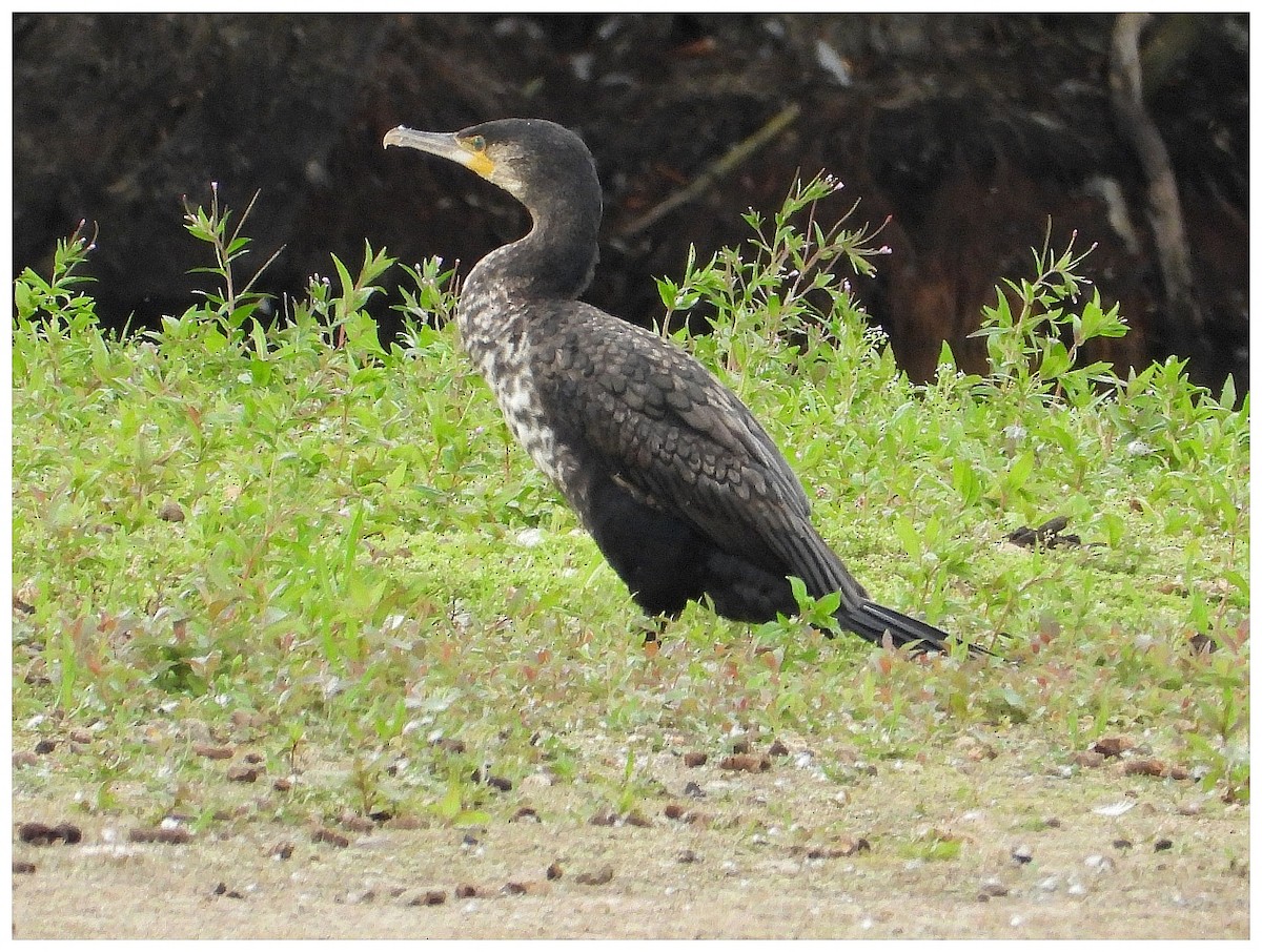 kormorán velký - ML645411439