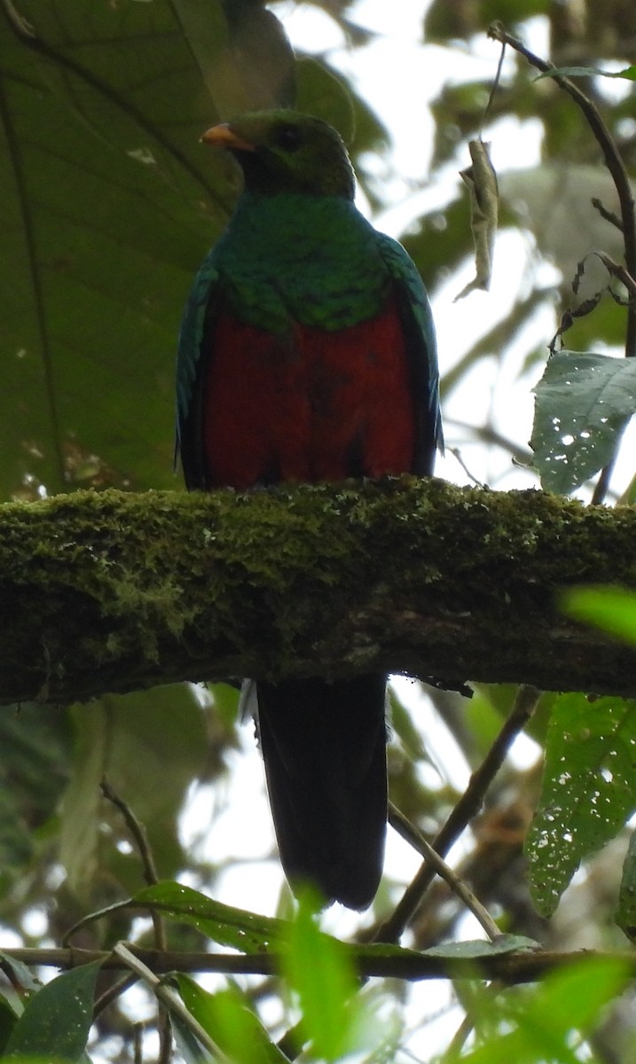 Quetzal doré - ML645411443