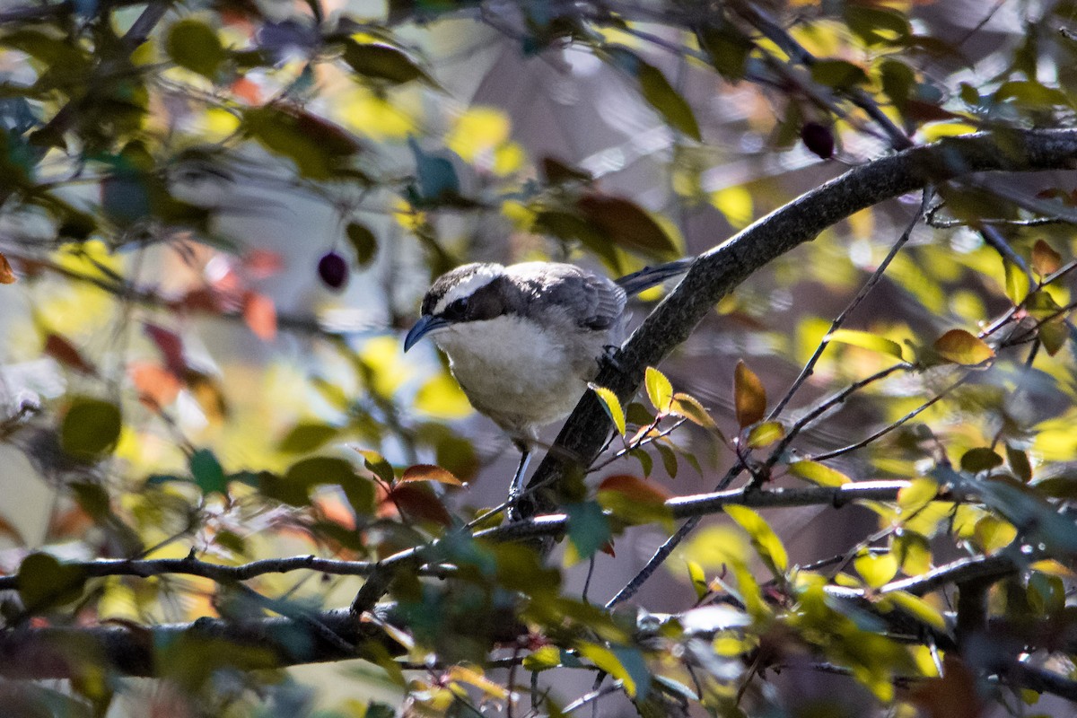 White-browed Babbler - ML645411447