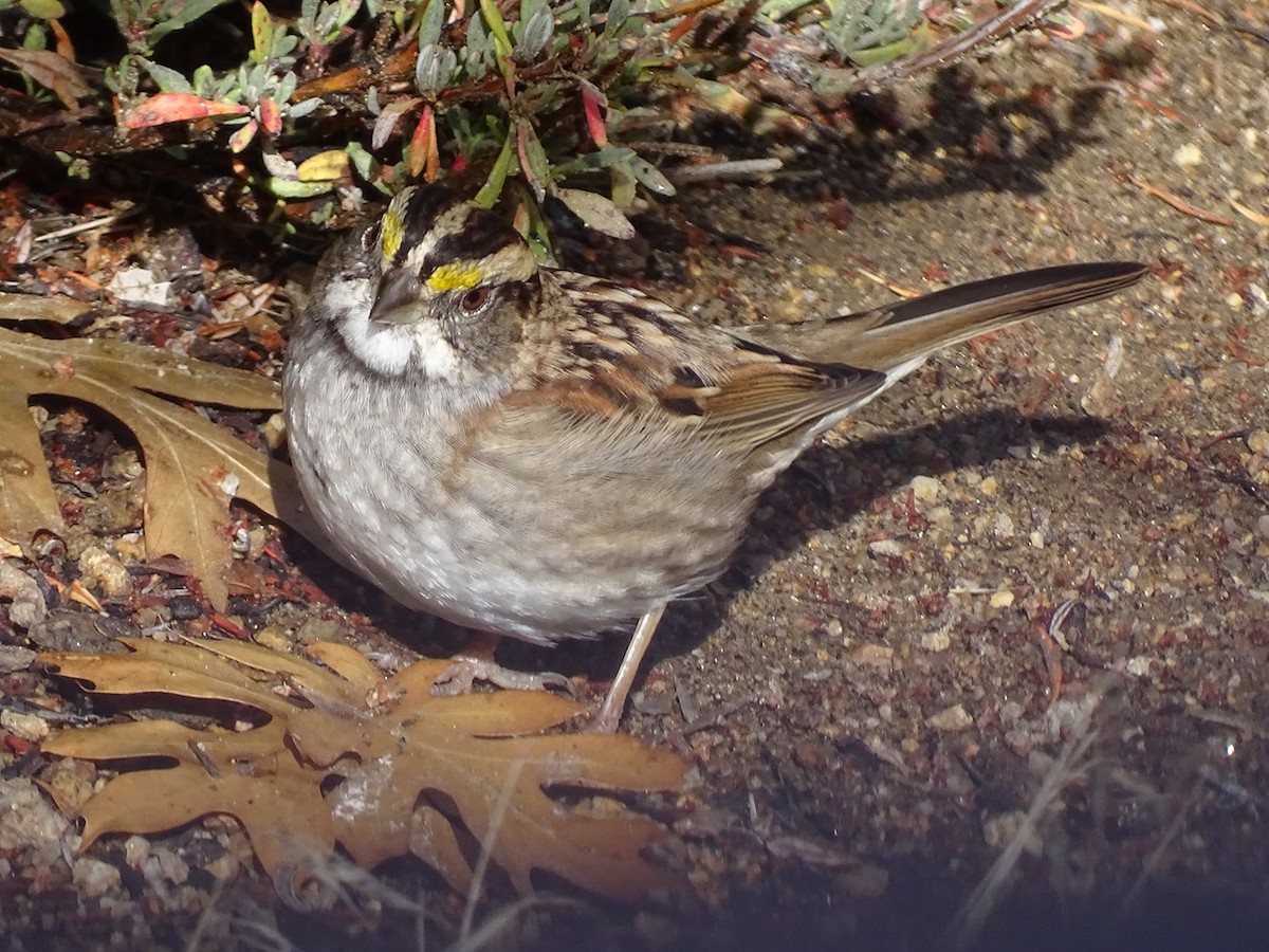 White-throated Sparrow - ML645411466