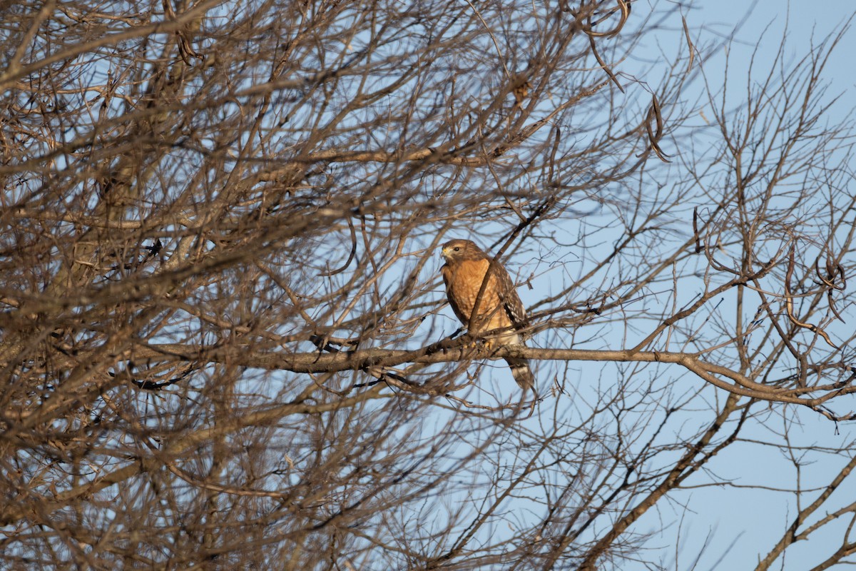 Red-shouldered Hawk - ML645411476