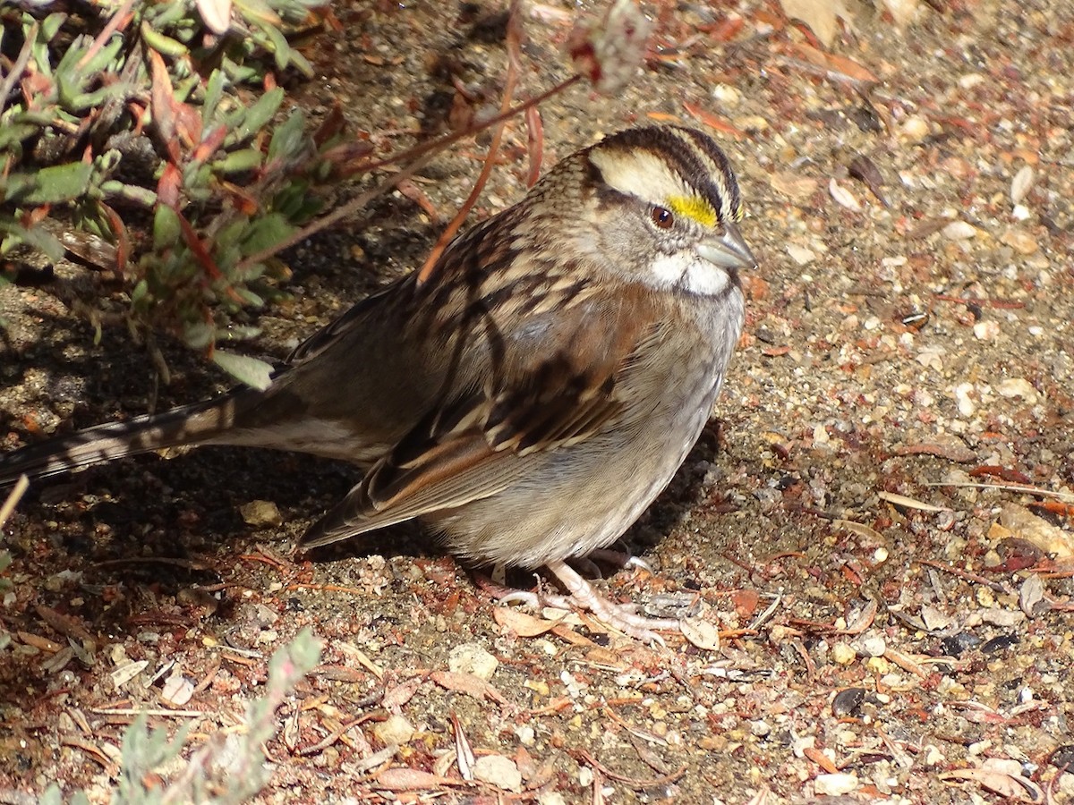 White-throated Sparrow - ML645411477