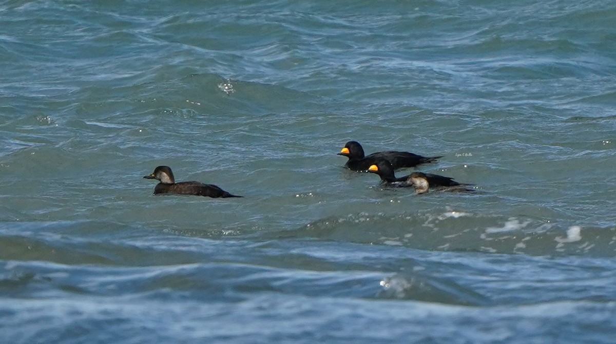 Black Scoter - ML645411482