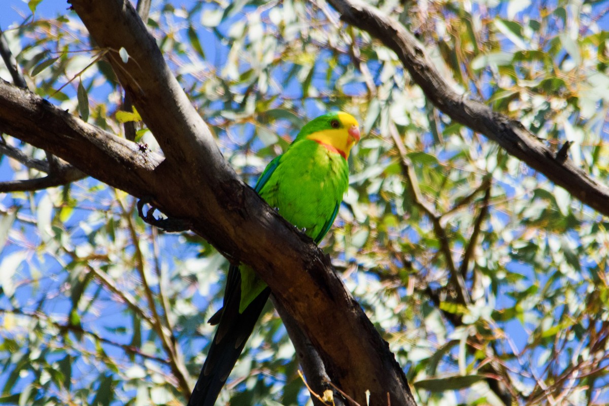 Superb Parrot - ML645411488