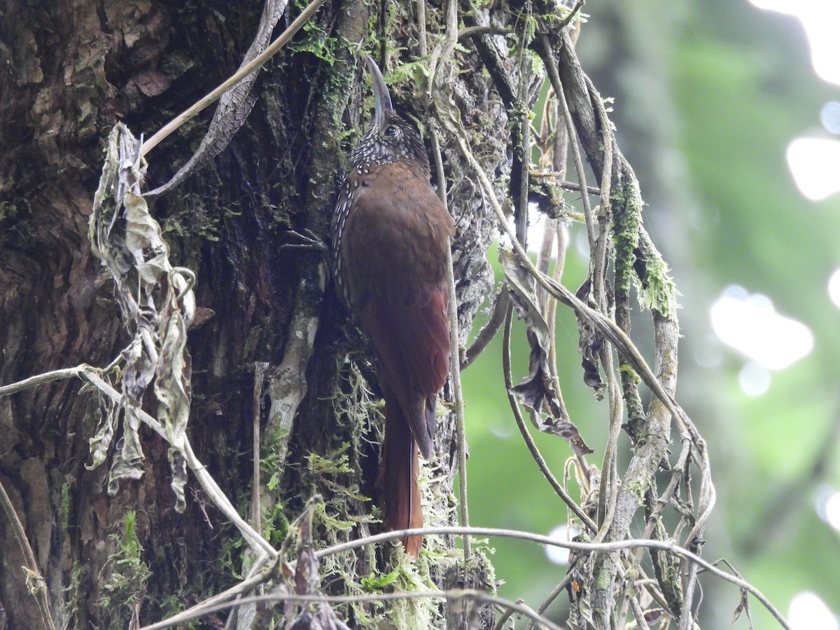 Dağ Tırmaşık - ML645411489