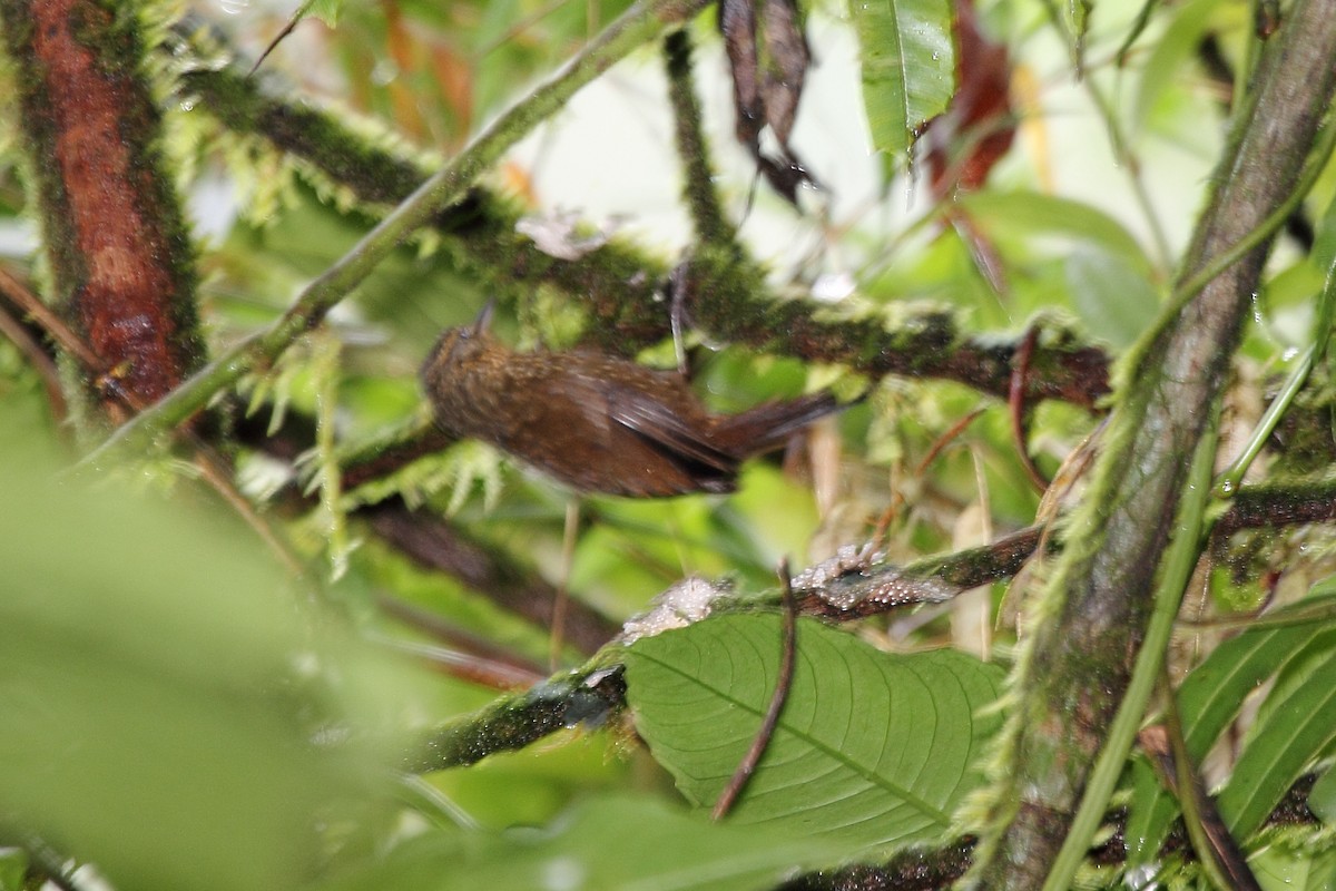 Spotted Barbtail - ML645411491