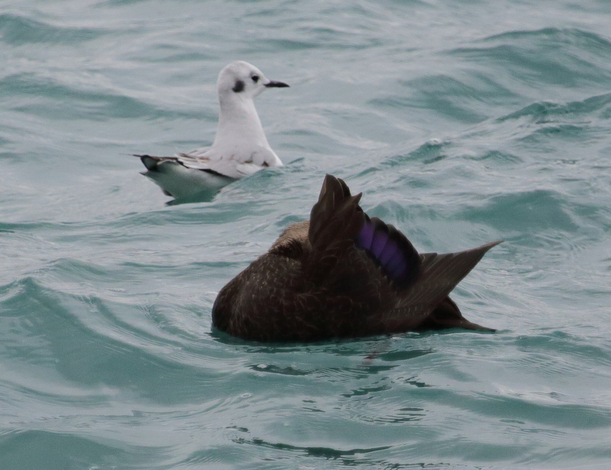 kachna tmavá - ML645411497