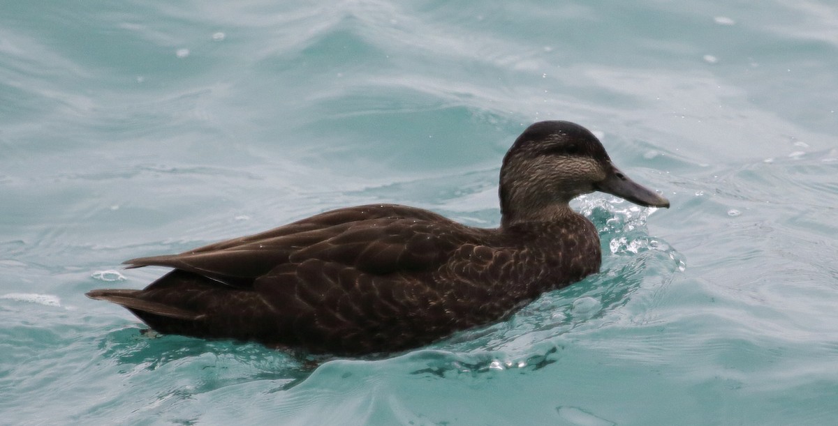 kachna tmavá - ML645411499