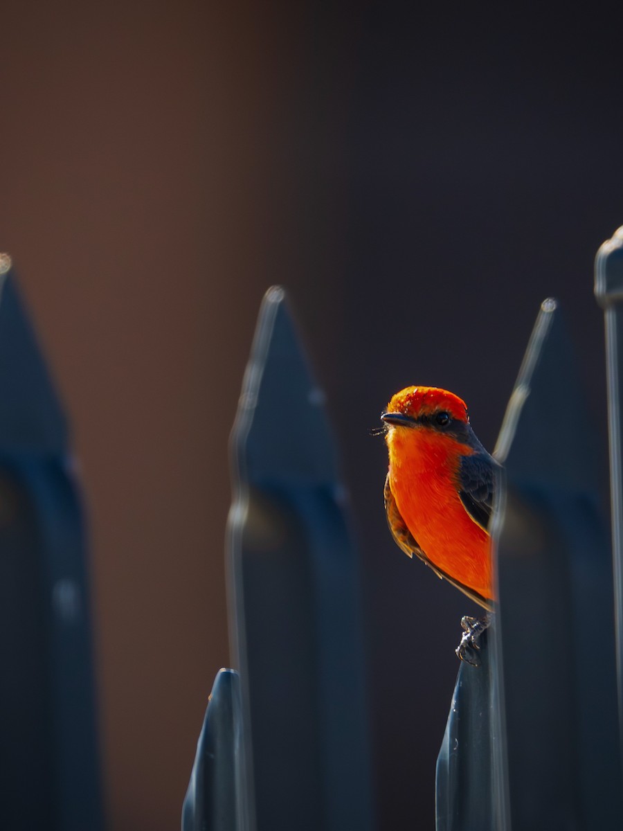 Vermilion Flycatcher - ML645411504