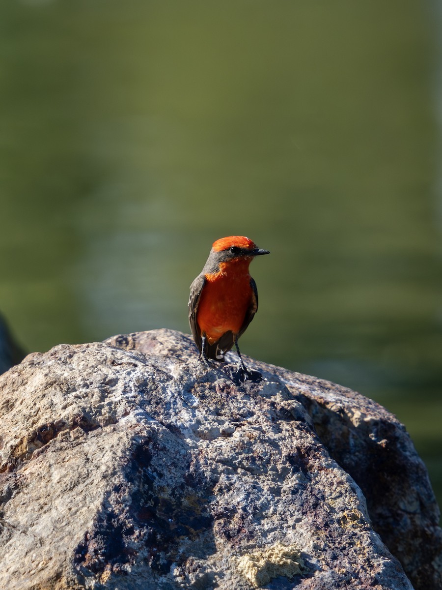 Vermilion Flycatcher - ML645411505