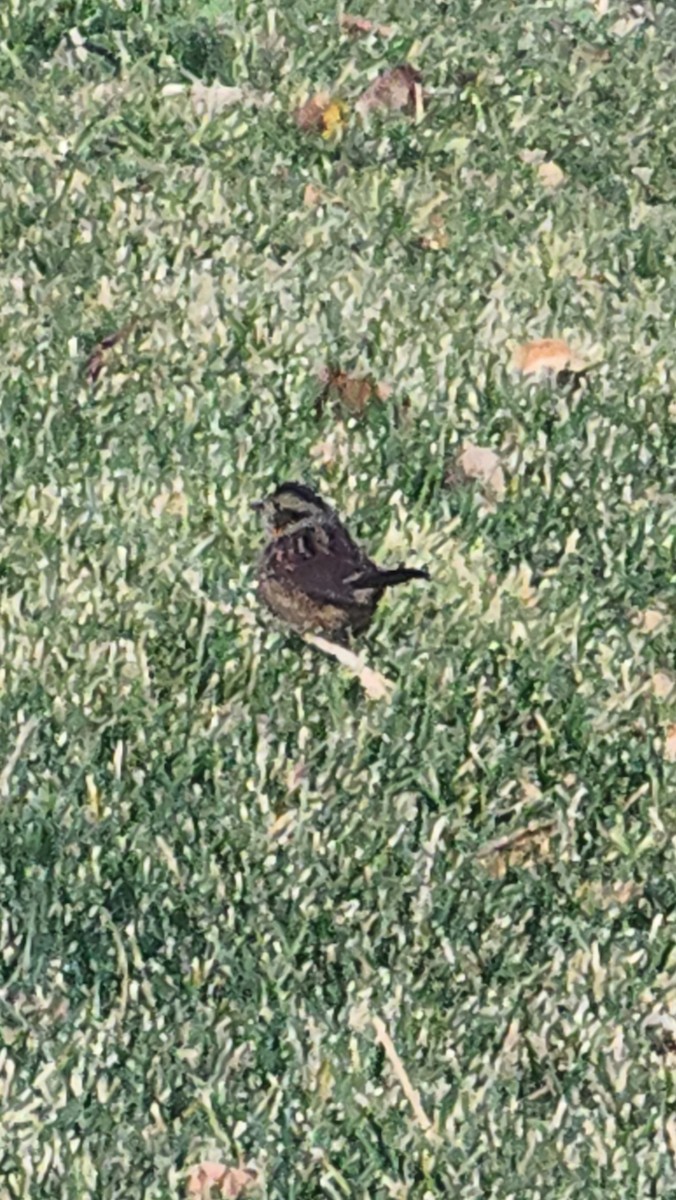 Bruant des marais - ML645411516