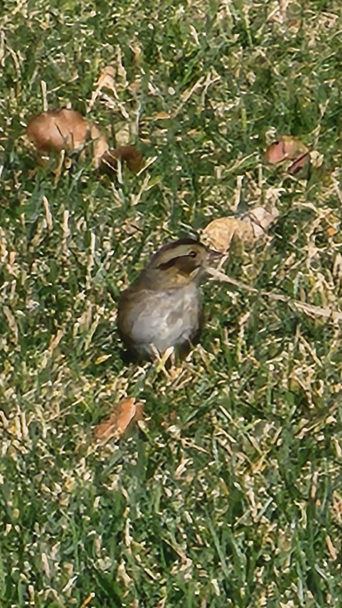 Bruant des marais - ML645411523