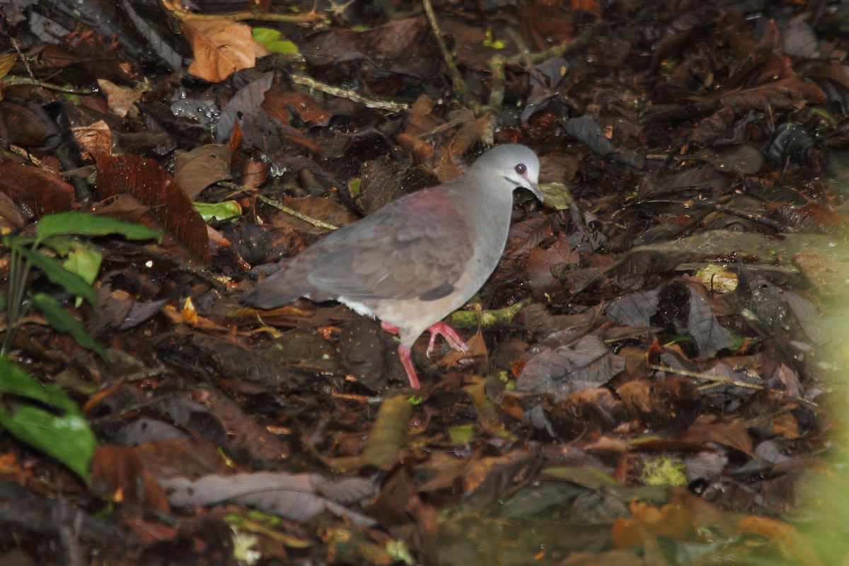 Голубок пурпуровий - ML645411557