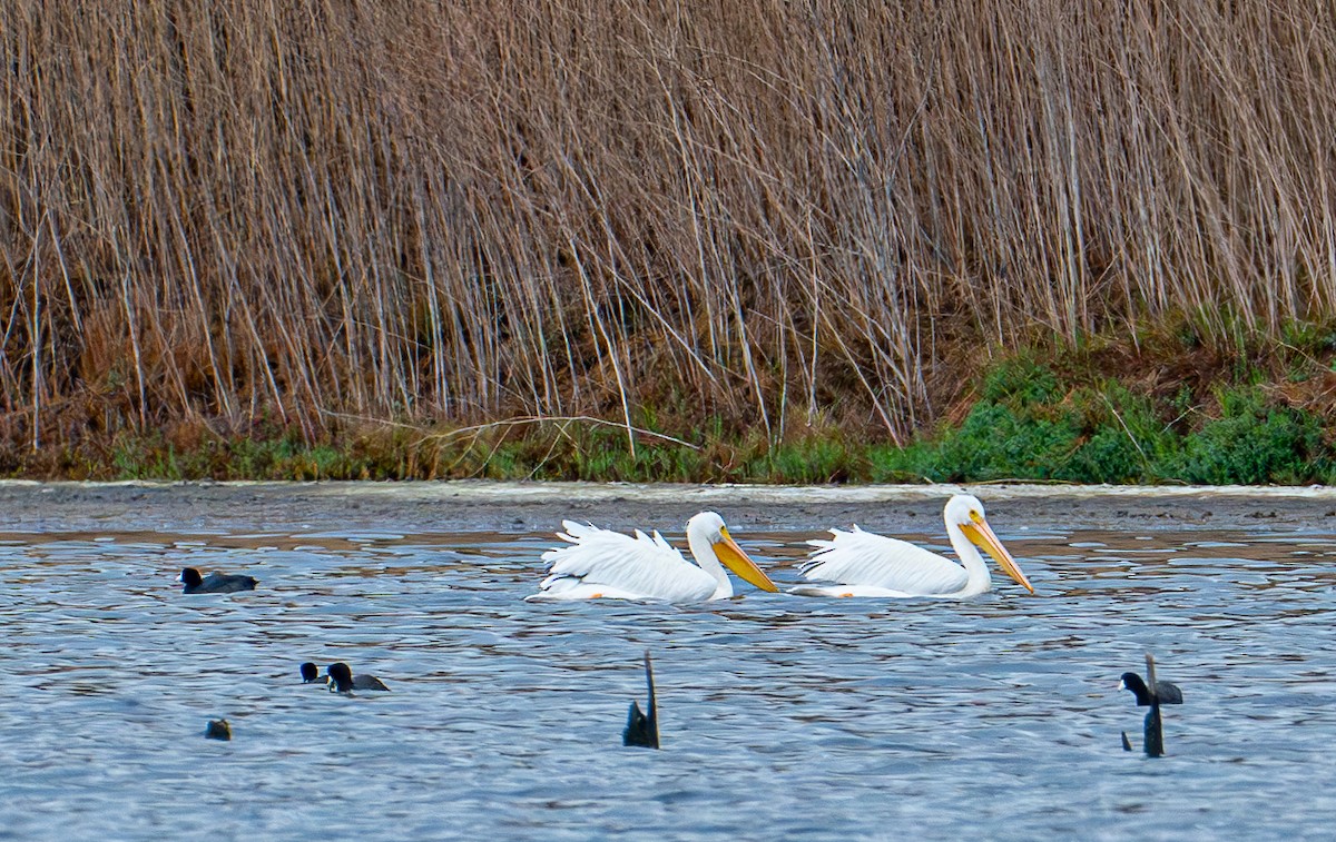 Amerika Pelikanı - ML645411574