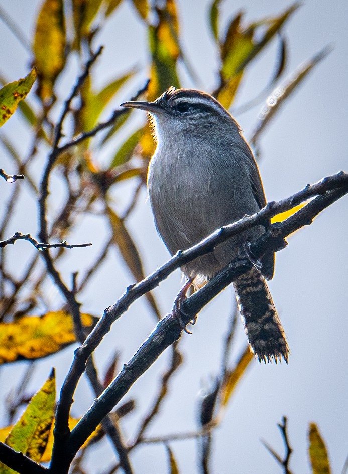 Підбуреник - ML645411575