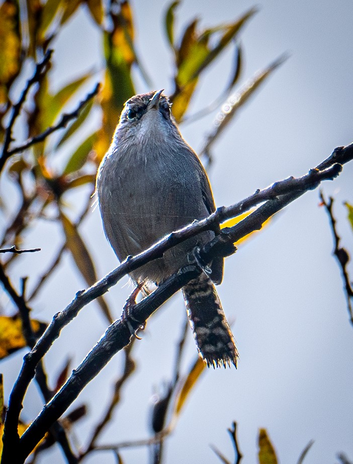 Підбуреник - ML645411577