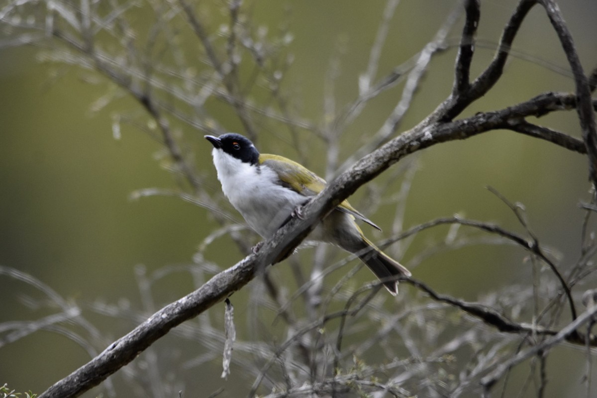 White-naped Honeyeater - ML645411578