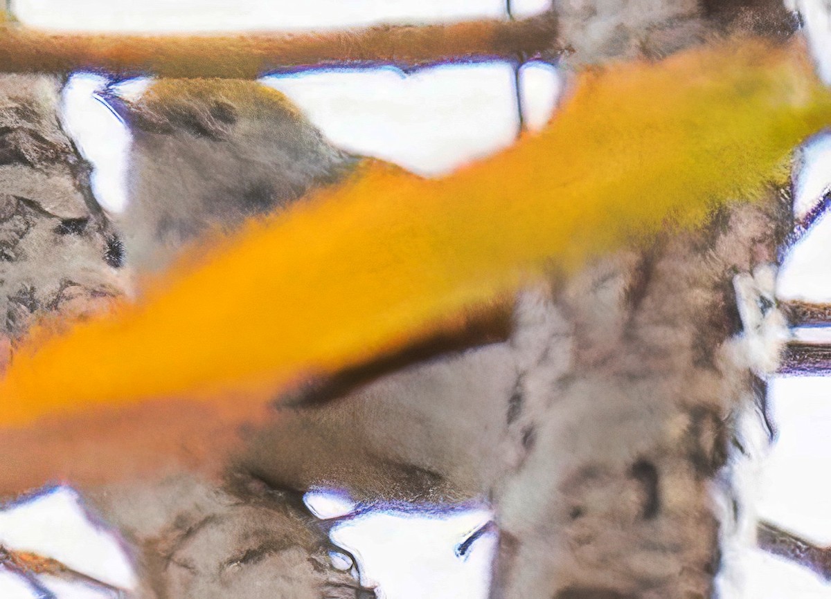 Chestnut-sided Warbler - ML645411580