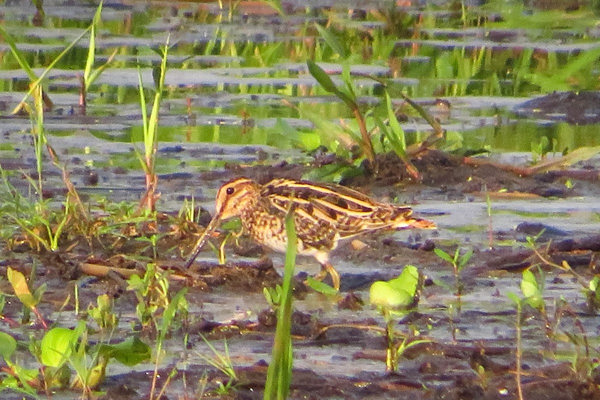 חרטומית ביצות - ML645411582