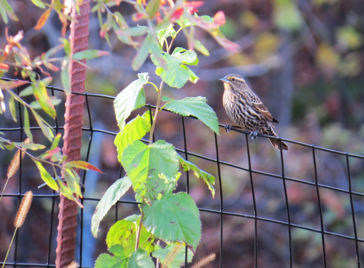 Red-winged Blackbird - ML645411593