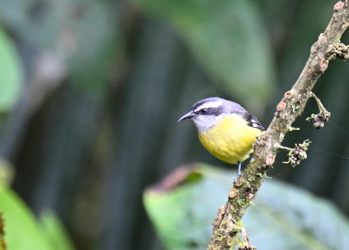Sucrier à ventre jaune - ML645411594