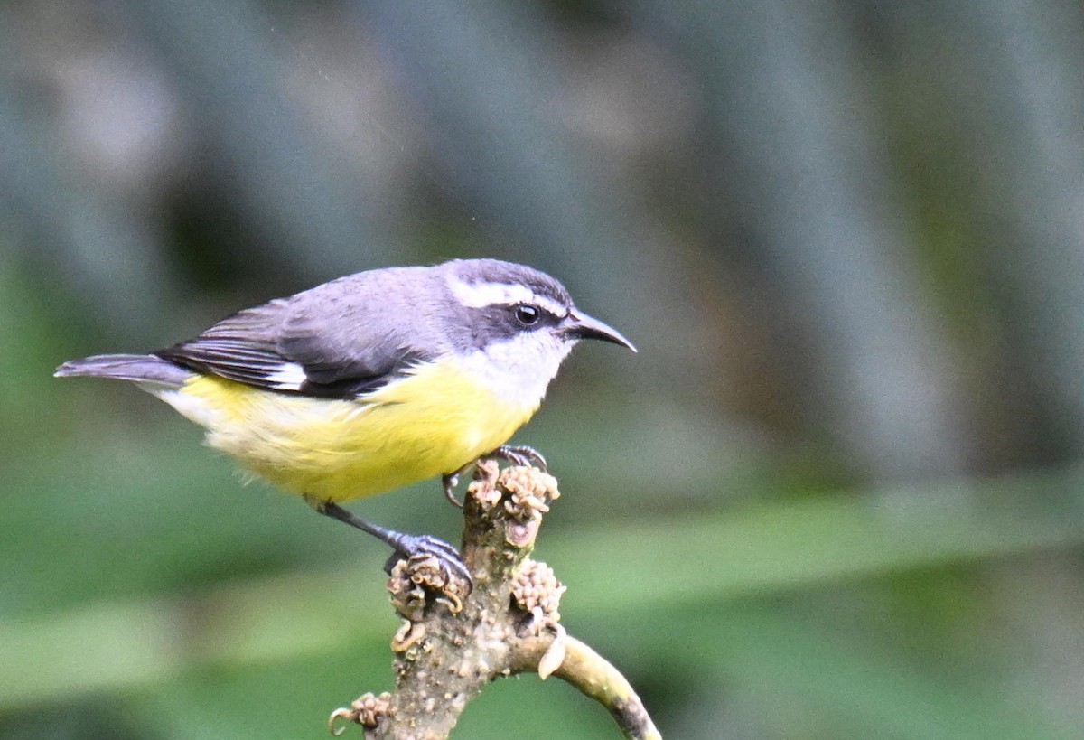 Sucrier à ventre jaune - ML645411595
