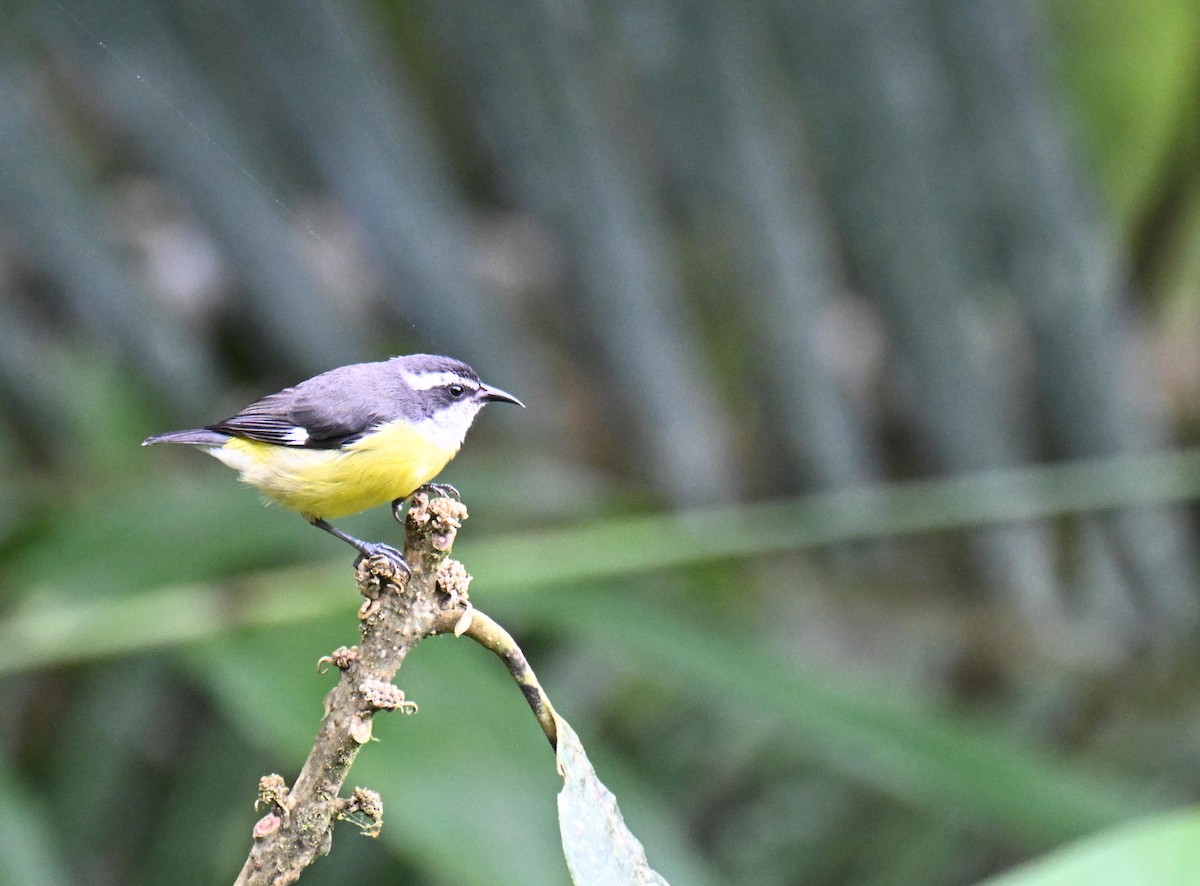 Sucrier à ventre jaune - ML645411596