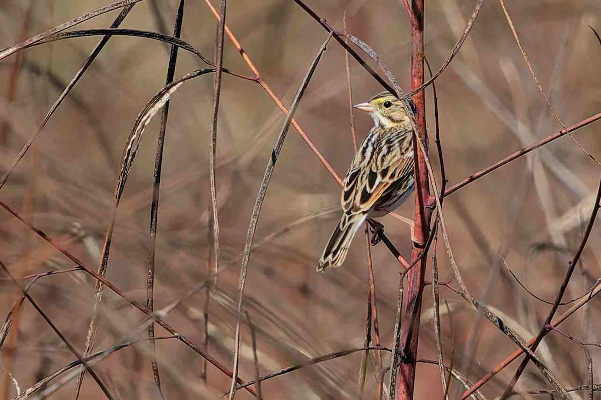 strnadec luční - ML645411598