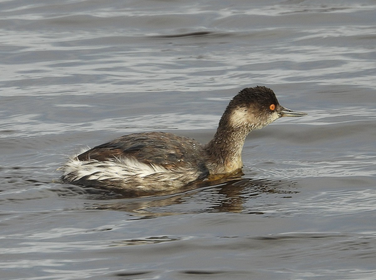 potápka černokrká - ML645411613