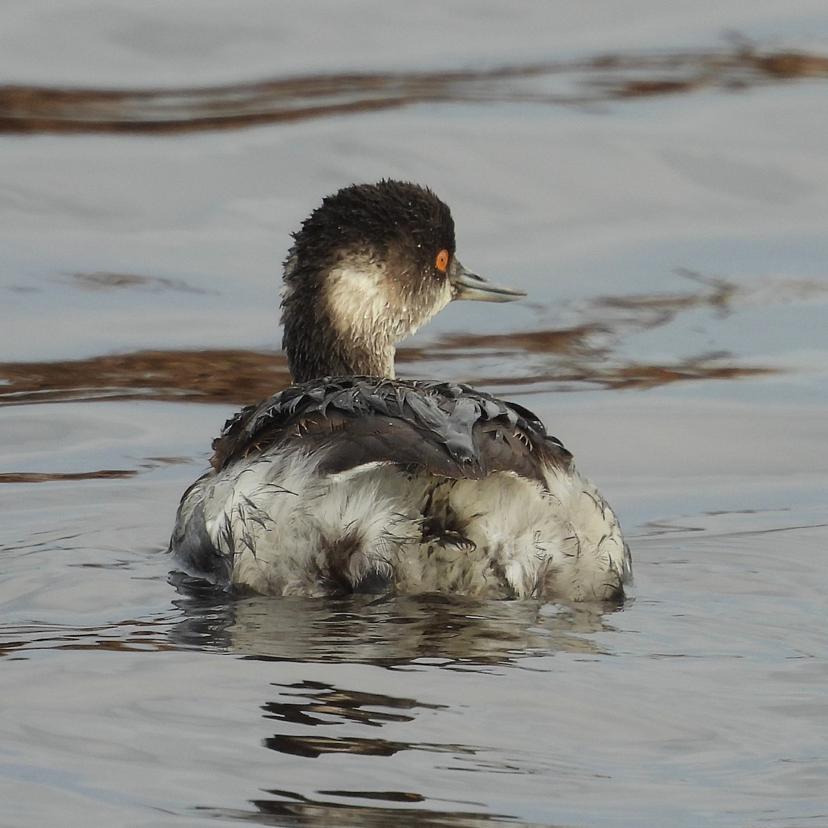 potápka černokrká - ML645411614