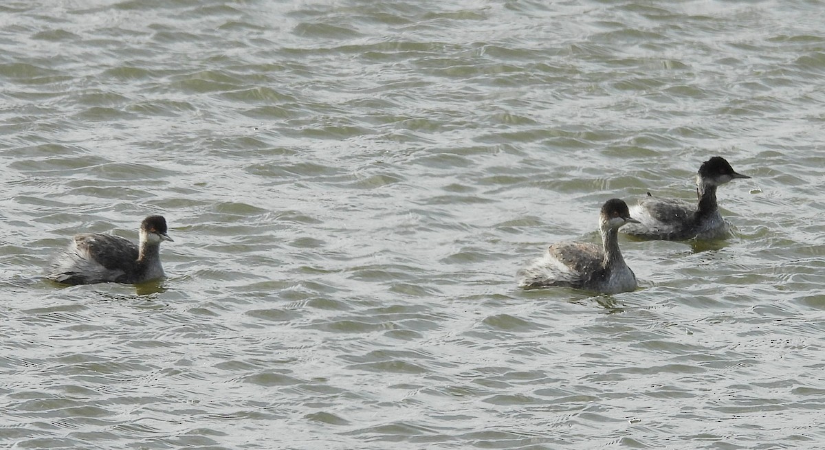 potápka černokrká - ML645411615