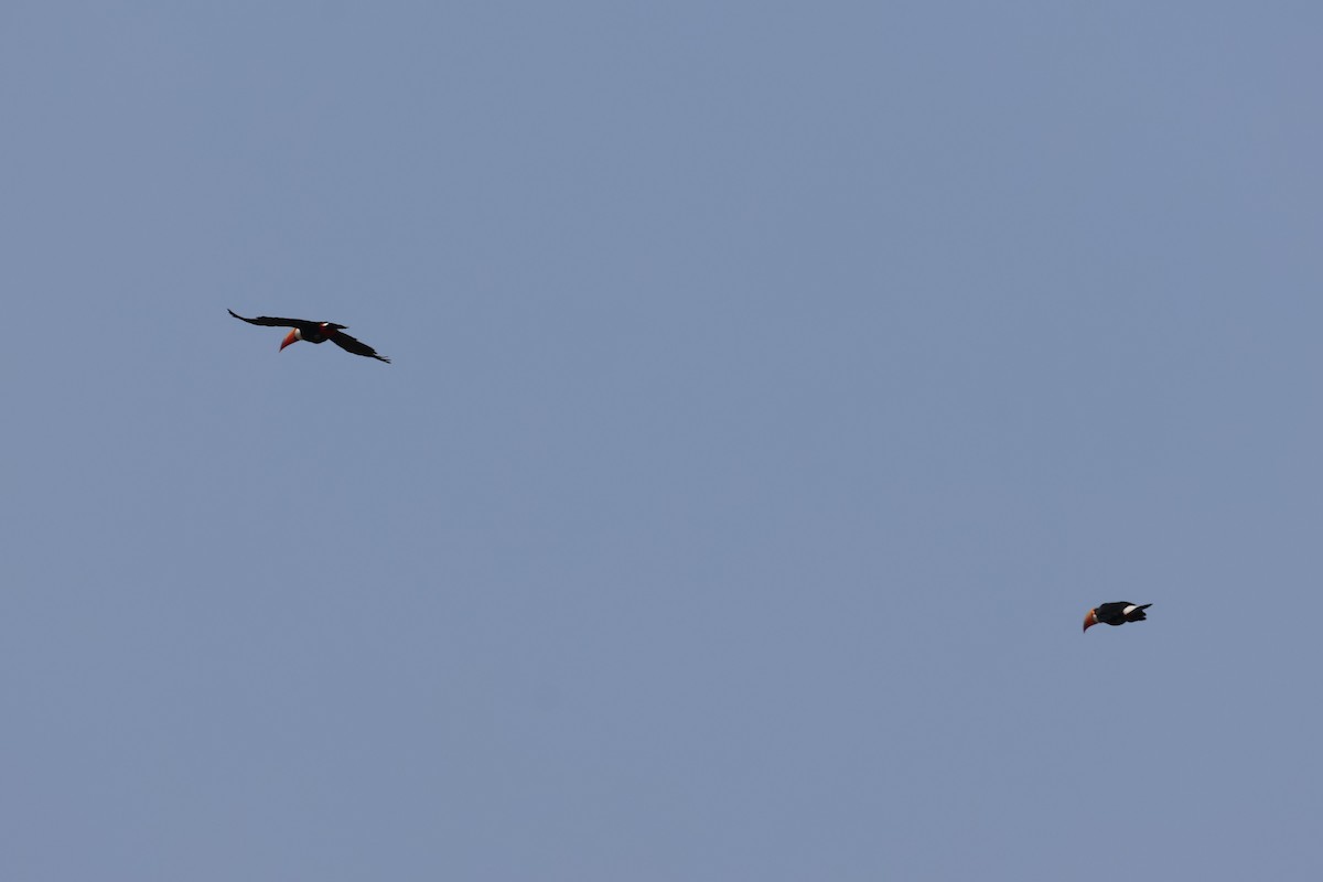 オニオオハシ - ML645411618