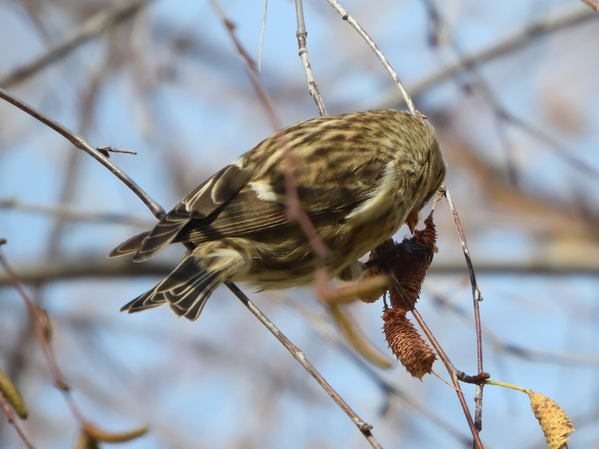 Redpoll (Lesser) - ML645411629