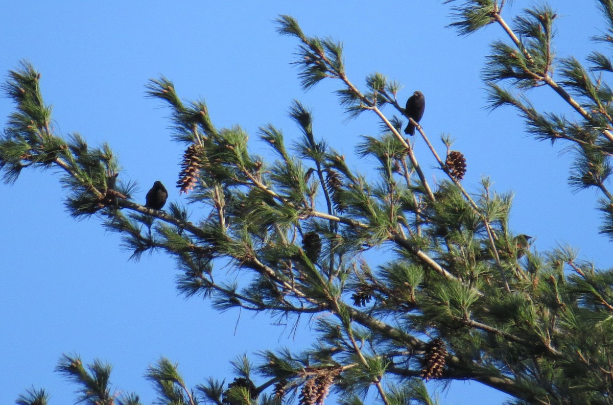 brunhodetrupial - ML645411631