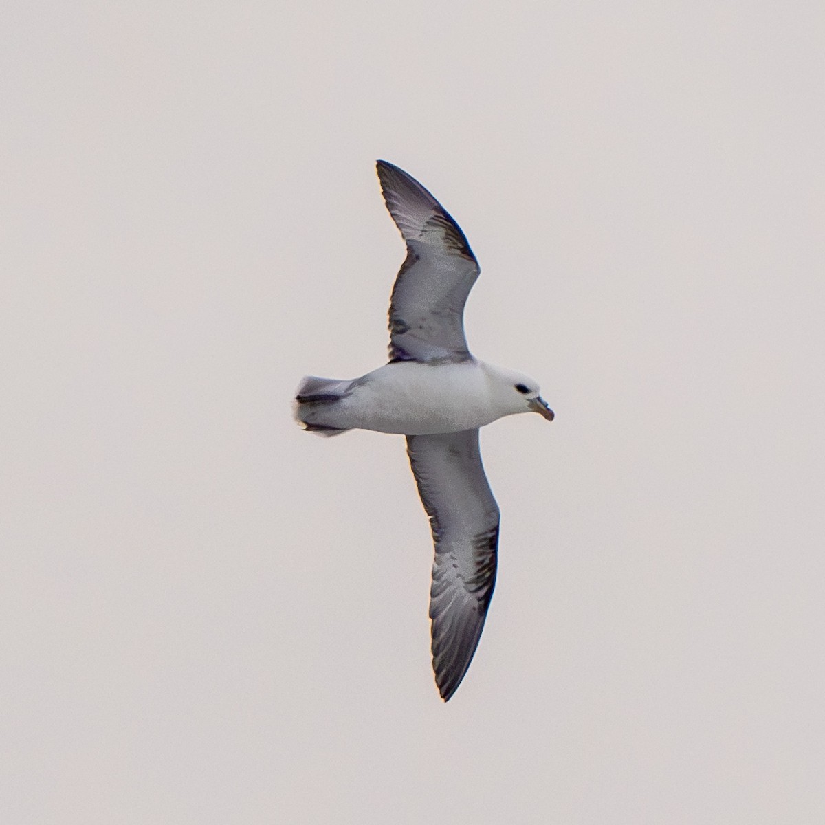 Northern Fulmar - ML645411664