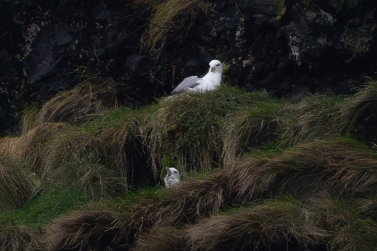 Northern Fulmar - ML645411665