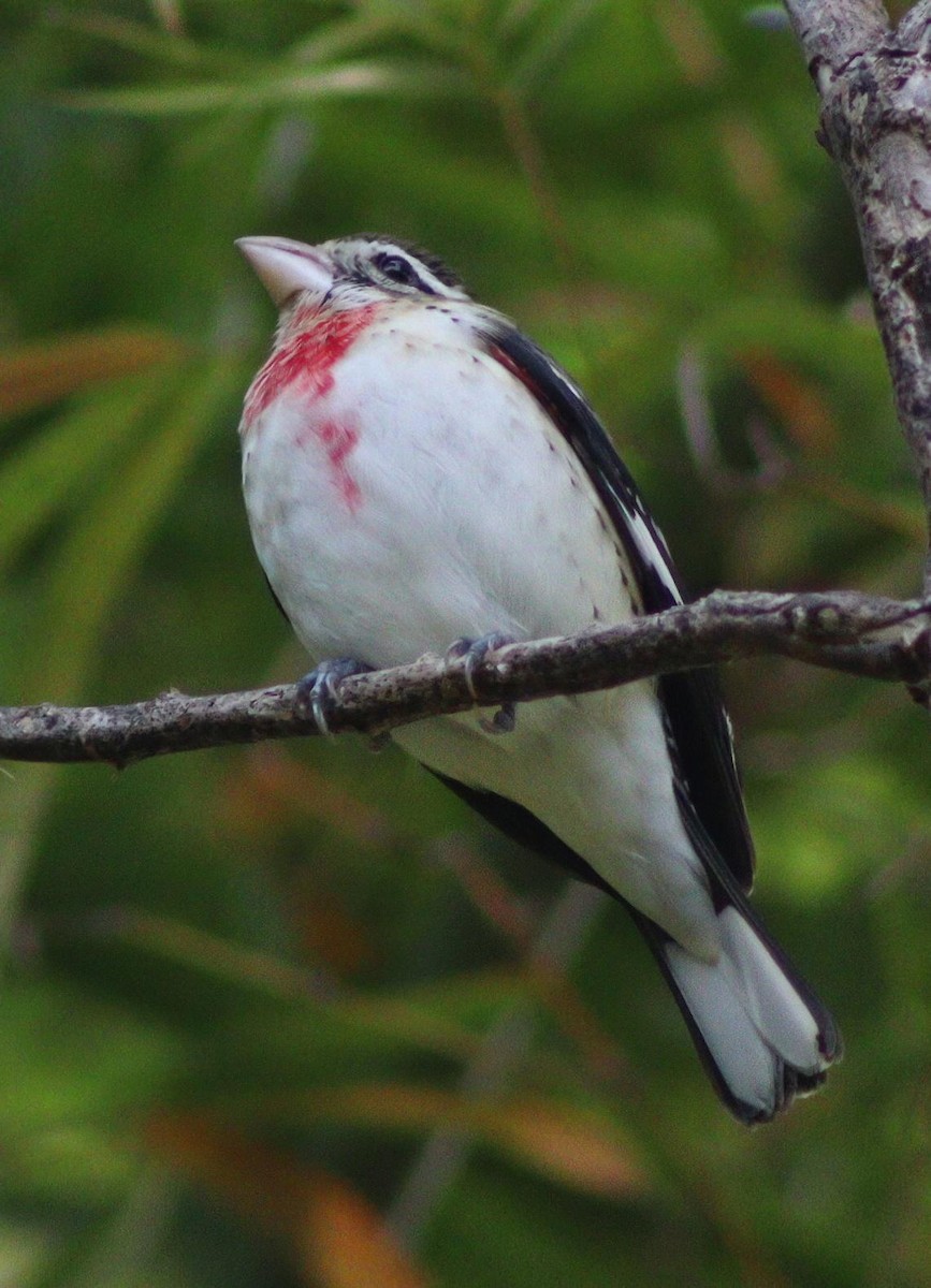 Al Göğüslü Kocabaş - ML645411678