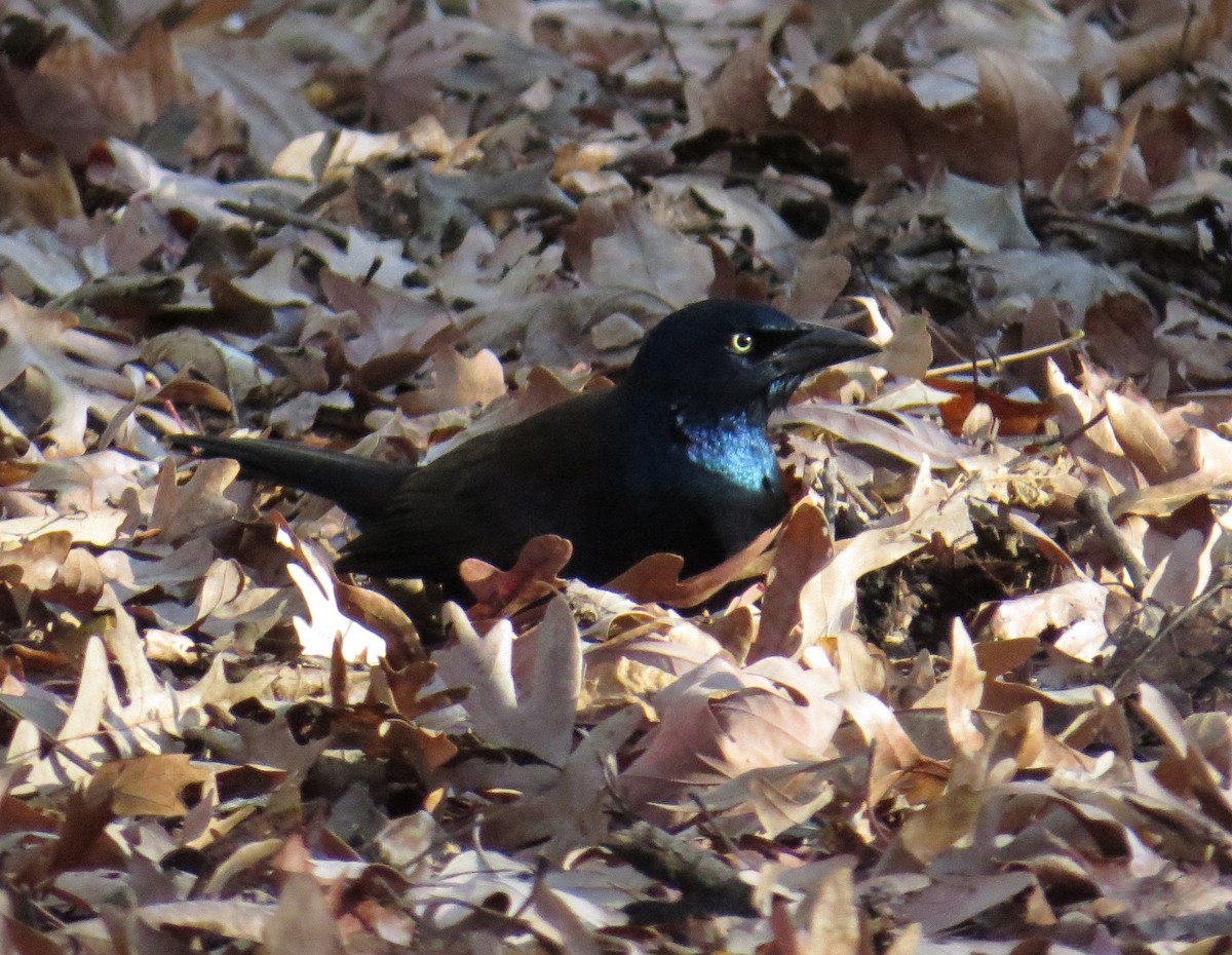 Common Grackle - ML645411681