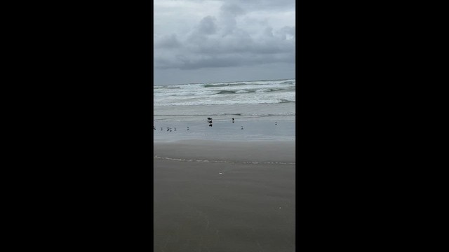 Mallard - ML645411691