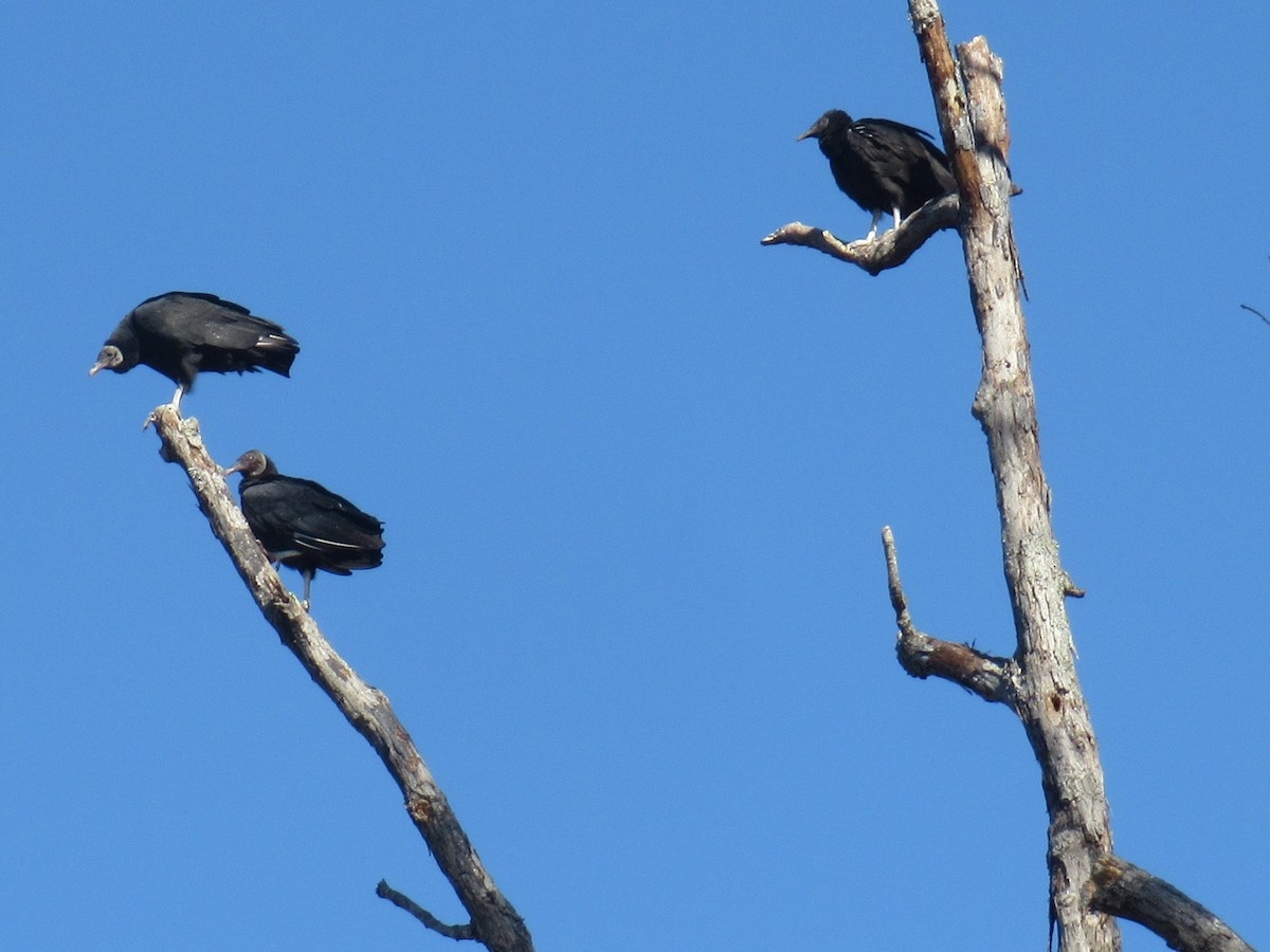 Black Vulture - ML645411693