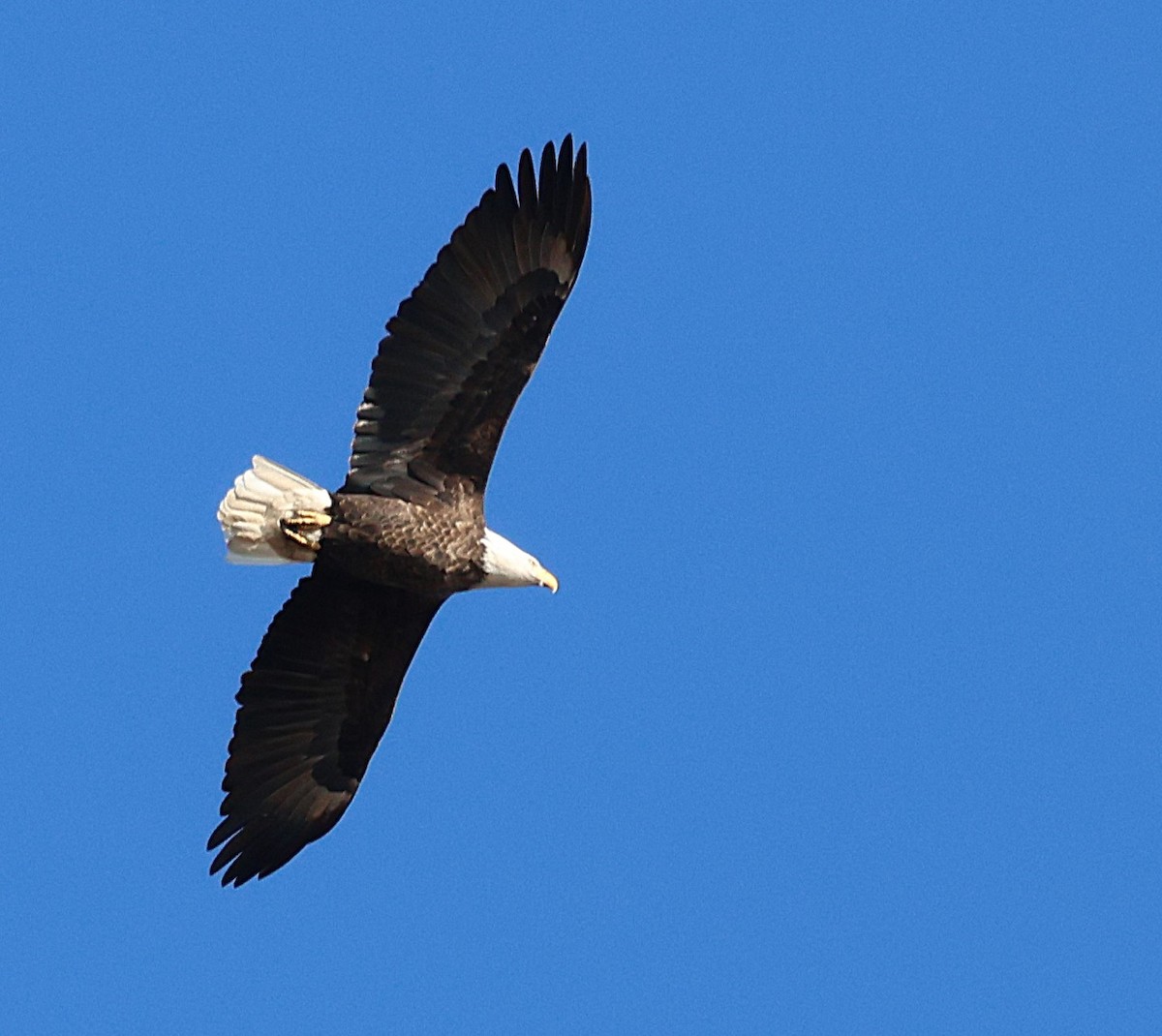 Pigargo Americano - ML645411699