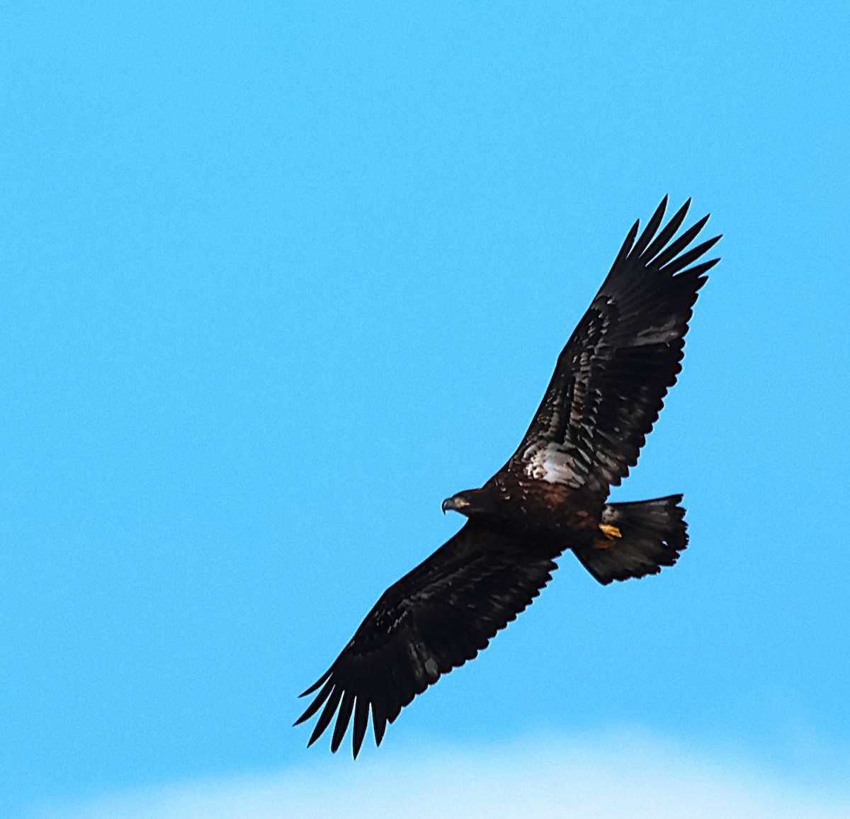 Pigargo Americano - ML645411700