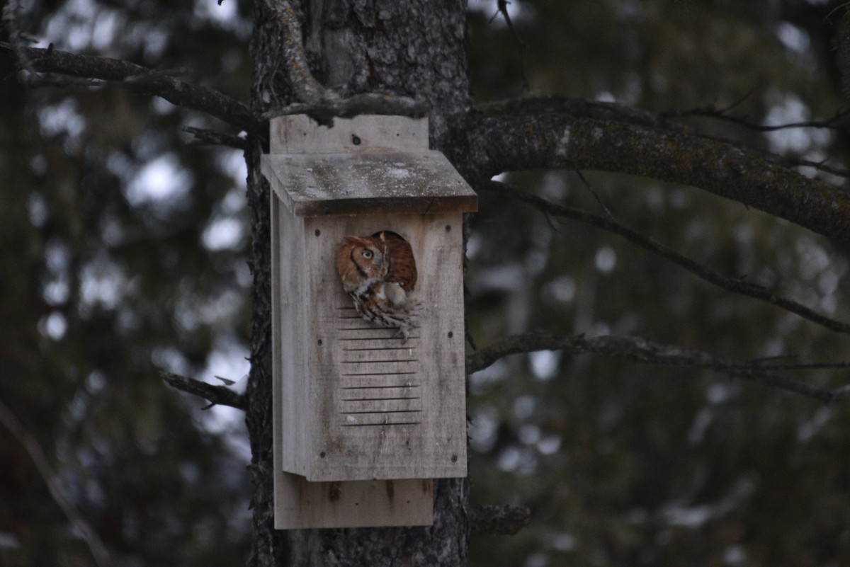 Eastern Screech-Owl - ML645411709
